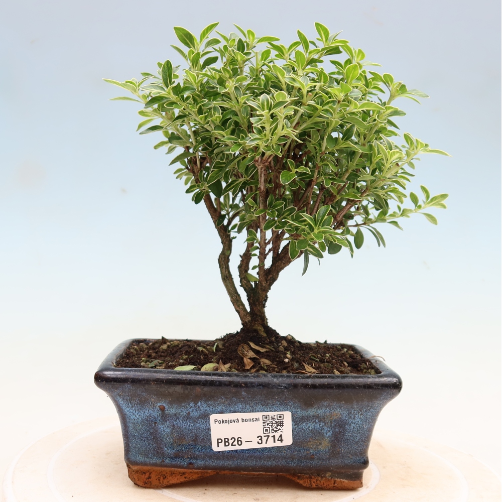 Kamerbonsai - Serissa foetida Variegata - Boom van duizend sterren