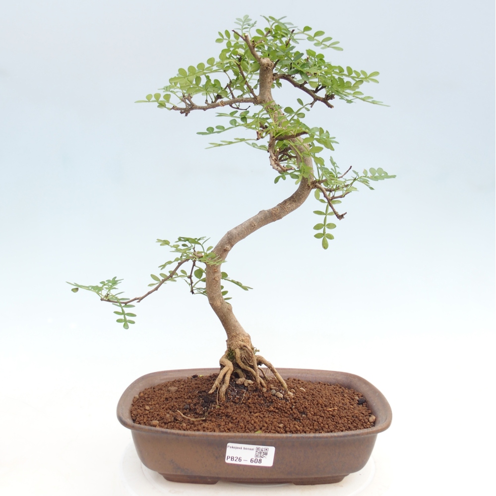 Kamerbonsai - Zantoxylum piperitum - peperboom