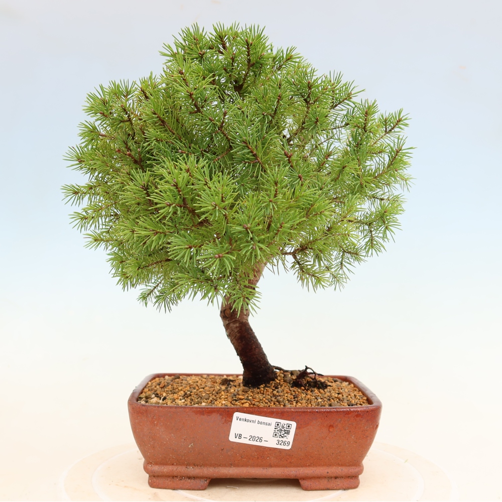 Bonsai voor buiten - Gewone spar - Picea glauca bol