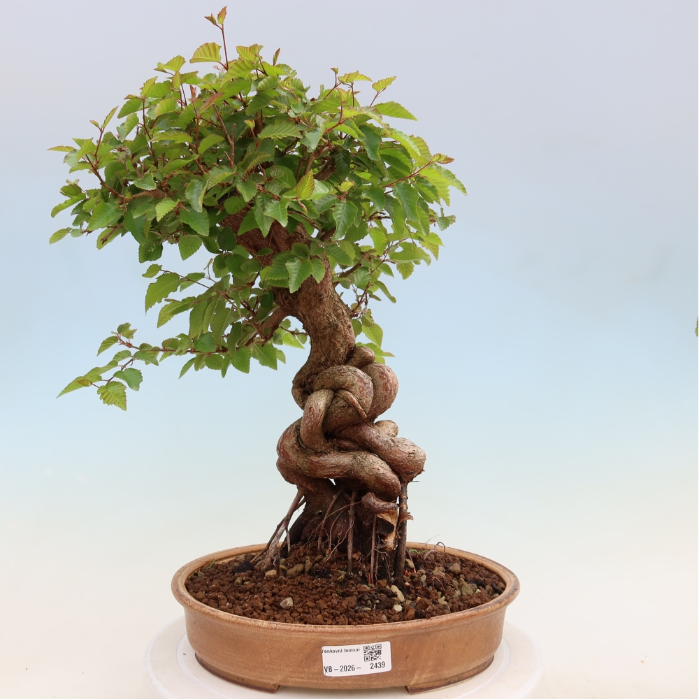 Bonsai voor buiten -Carpinus Coreana - Koreaanse haagbeuk