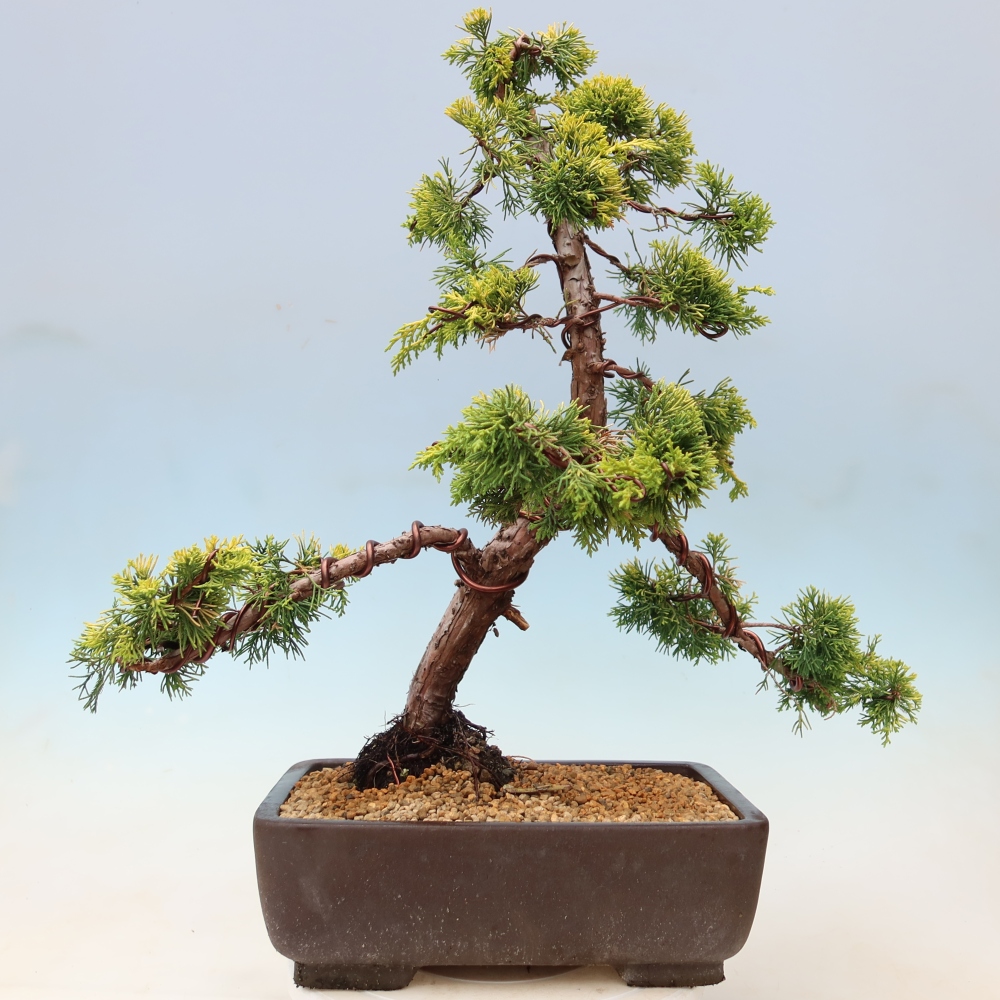 Buitenbonsai - Juniperus chinensis  aurea - Chinese gouden jeneverbes