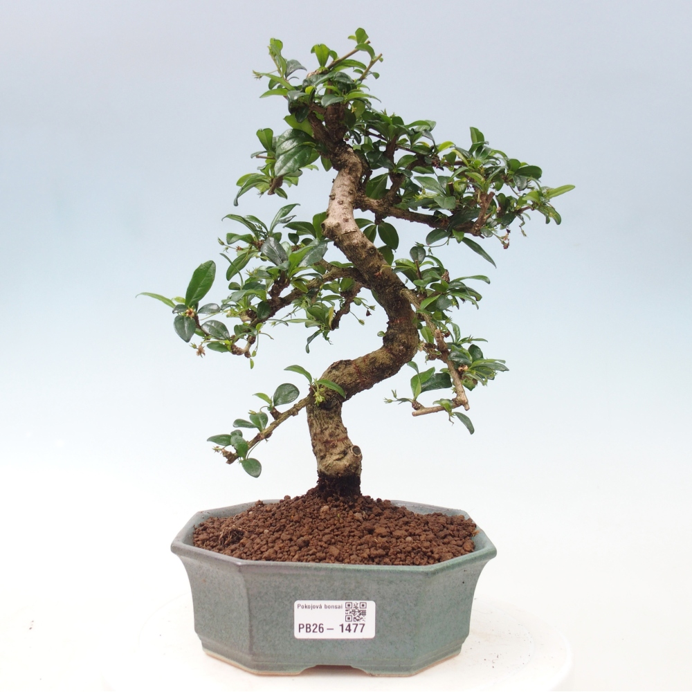 Kamerbonsai - Carmona macrophylla - Thee fuki
