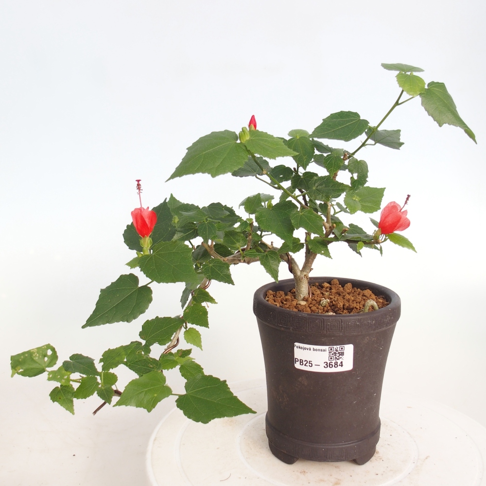 Bonsai voor binnen - Malvaviscus arboreus