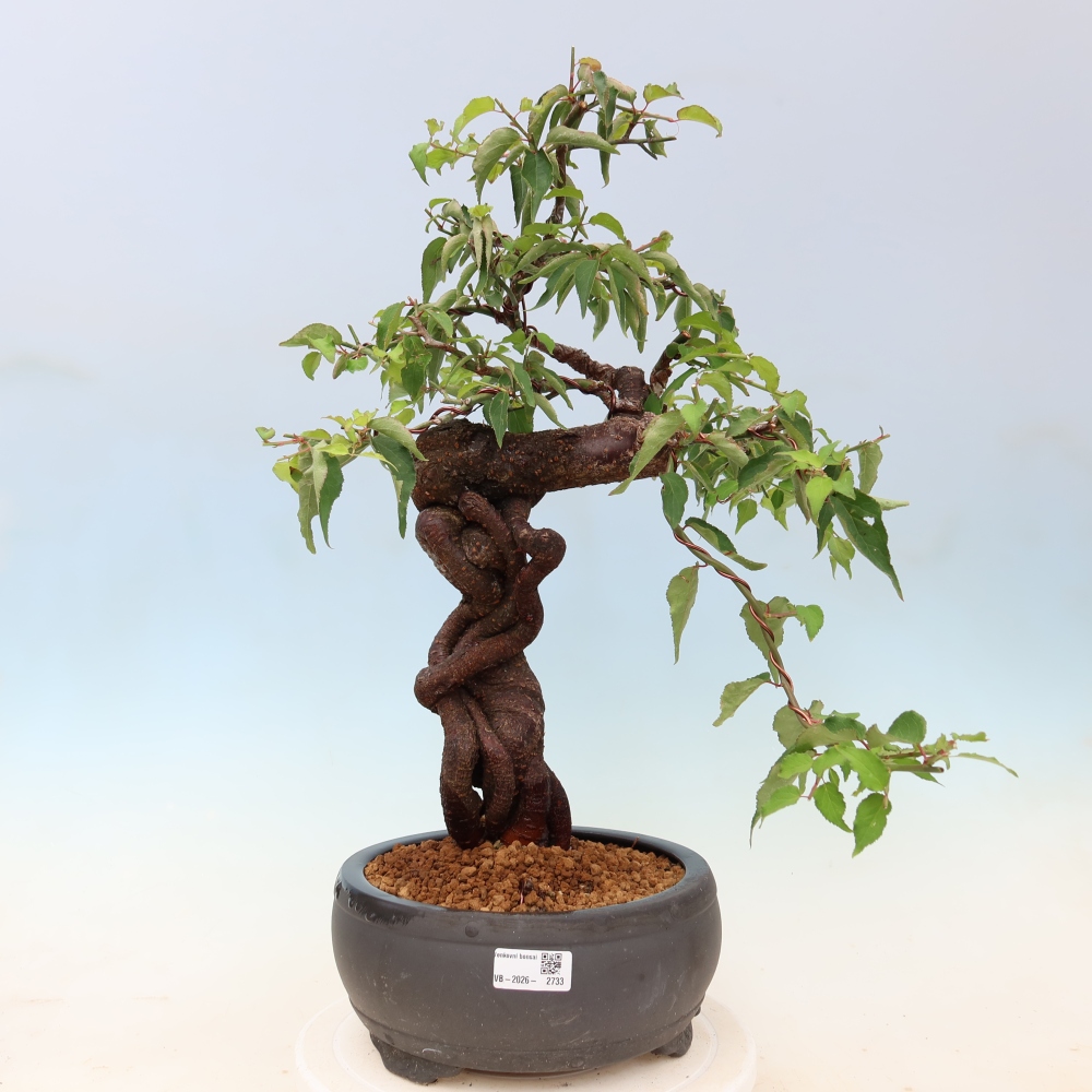 Bonsai voor buiten – Japanse abrikoos – Prunus Mume