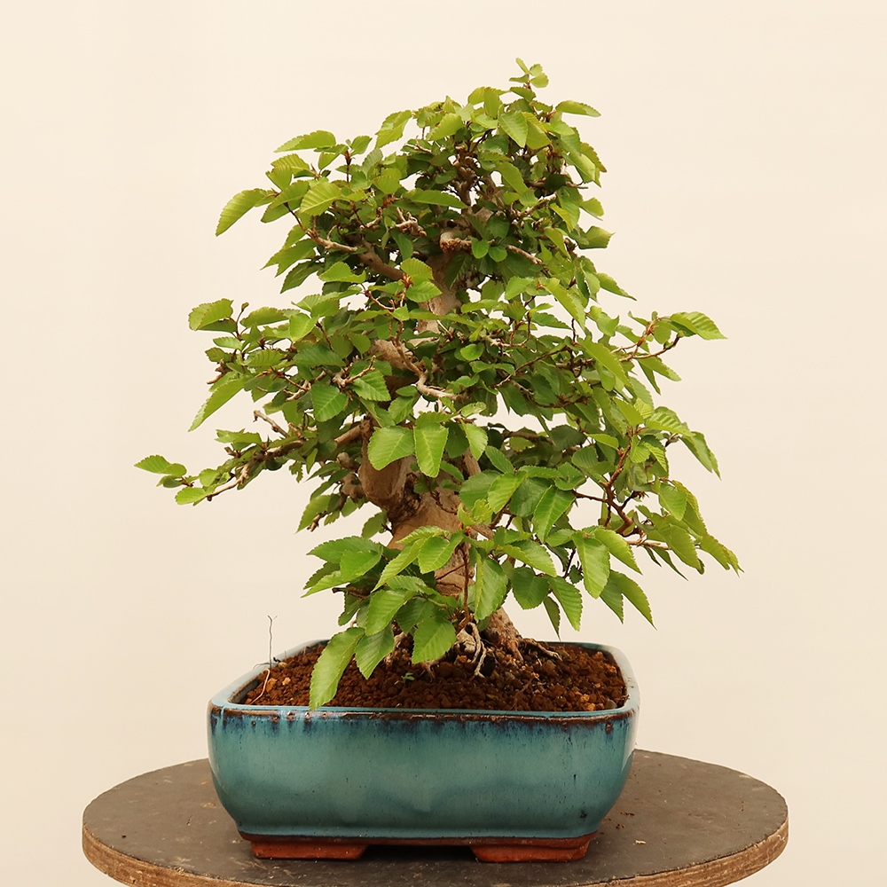 Bonsai voor buiten -Carpinus Coreana - Koreaanse haagbeuk