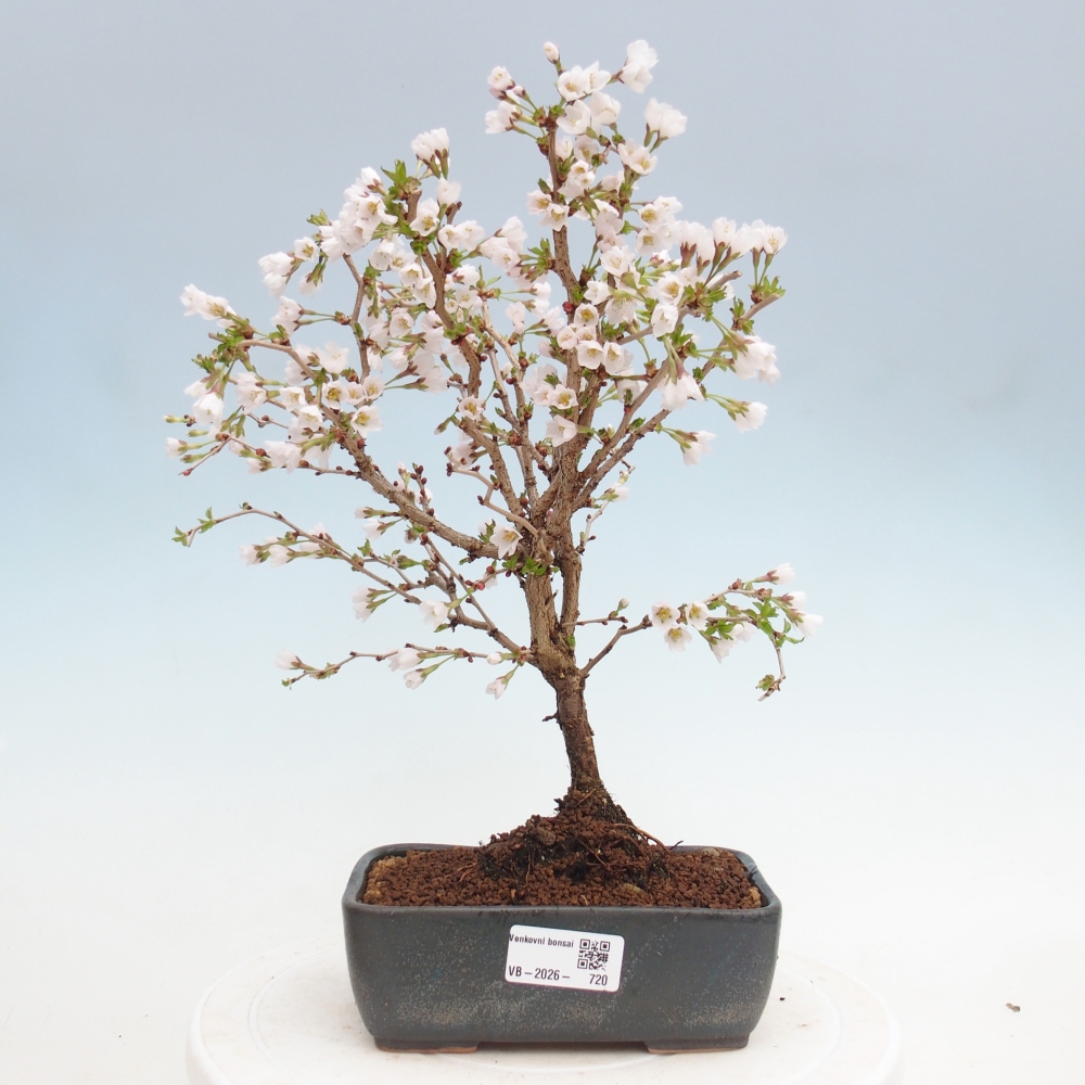 Bonsai voor buiten - Prunus incisa Kojou-no mai-Plivon uitgesneden