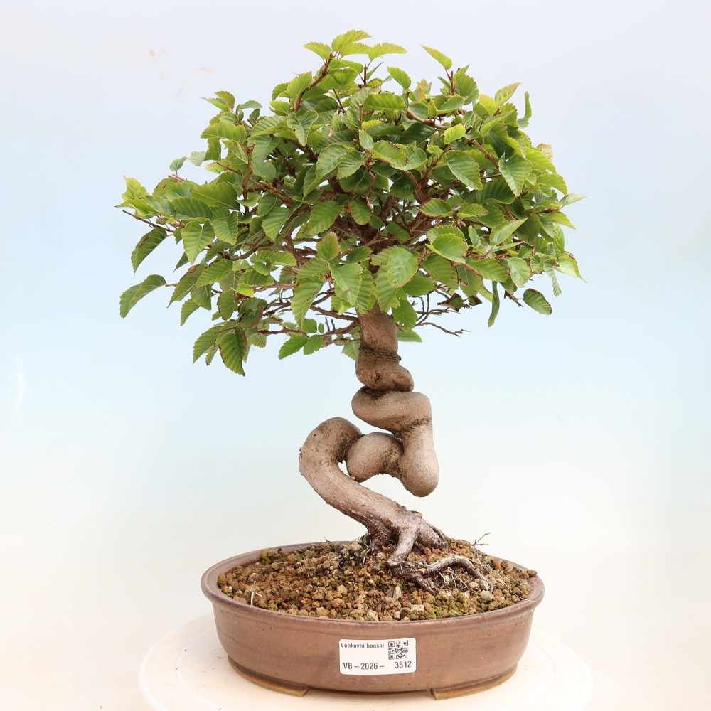 Bonsai voor buiten -Carpinus CARPINOIDES - Koreaanse haagbeuk