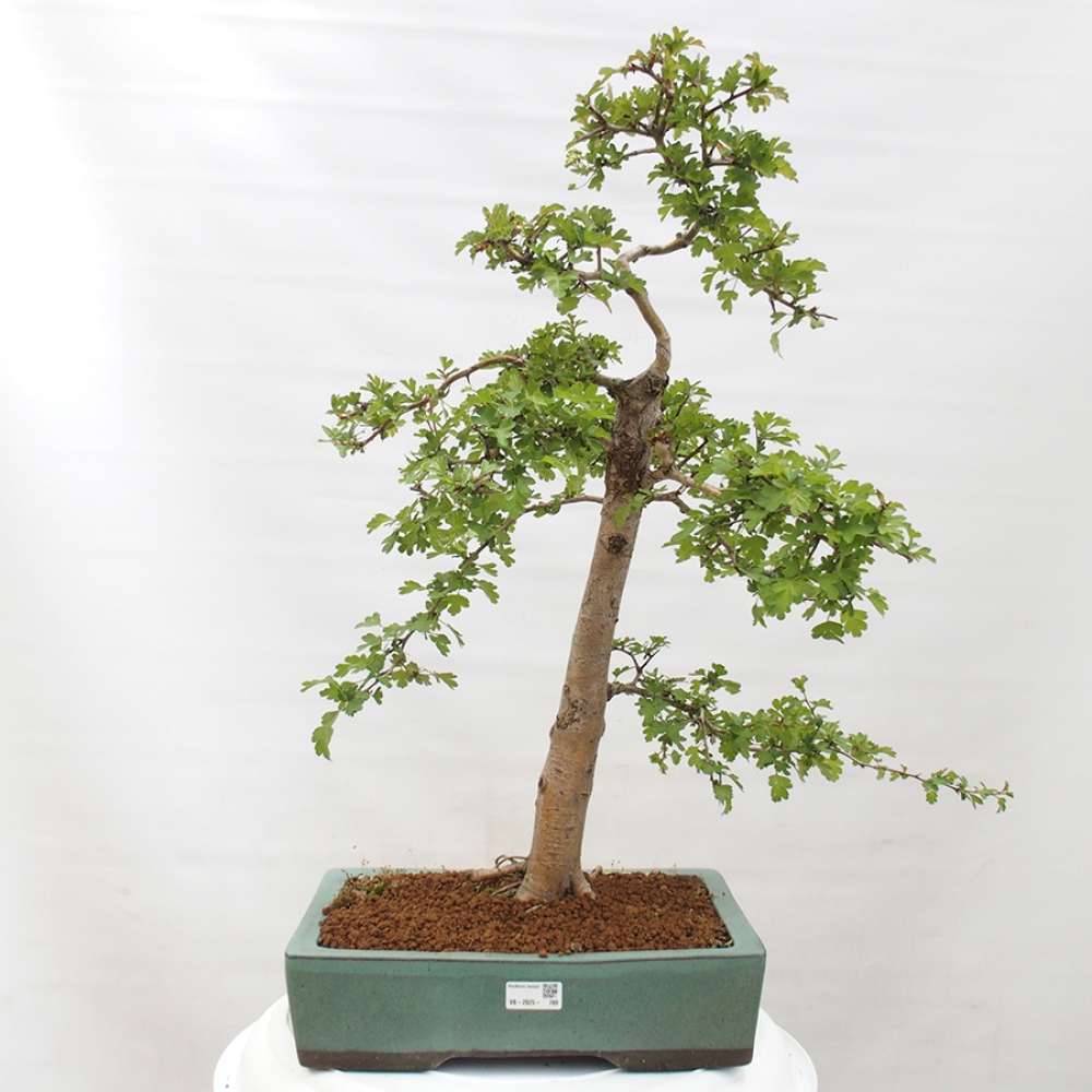 Bonsai voor buiten - Meidoorn - Crataegus monogyna