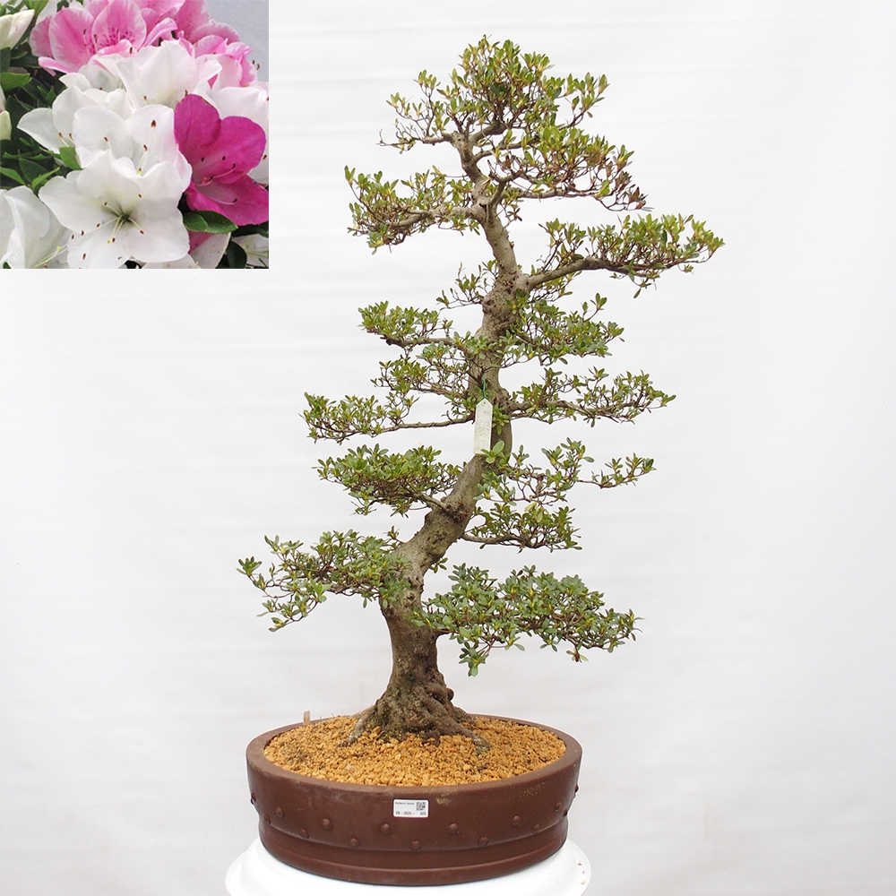 Bonsai voor buiten - Japanse Azalea - Azalea Ai-no-Tsuki