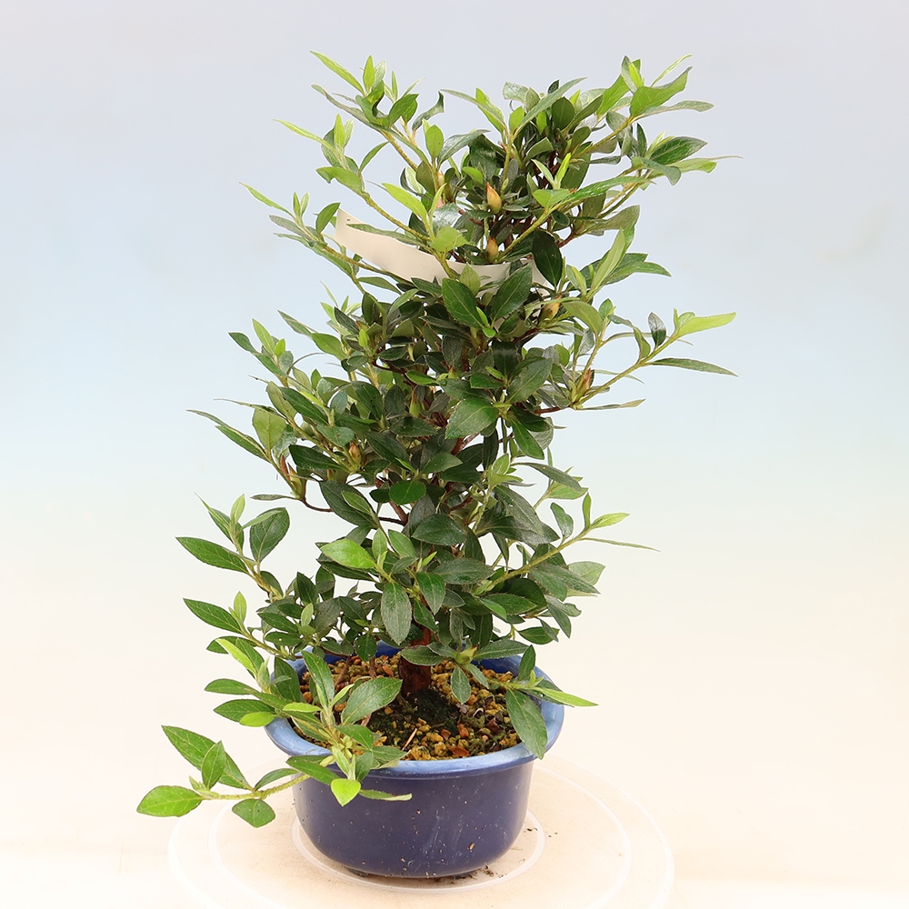 Bonsai voor buiten - Japanse Azalea - Azalea Shinsei