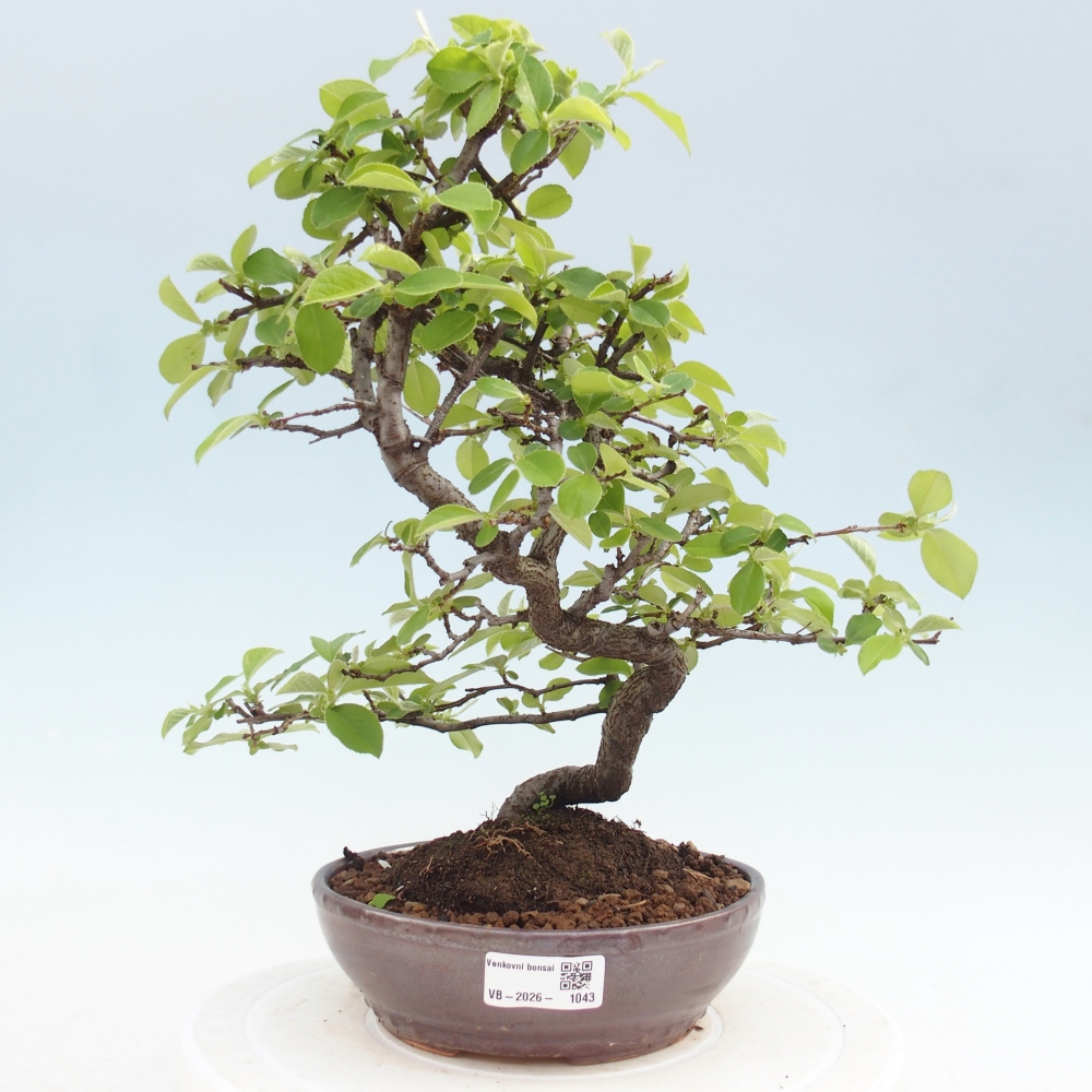Bonsai voor buiten - Chaneomeles chinensis