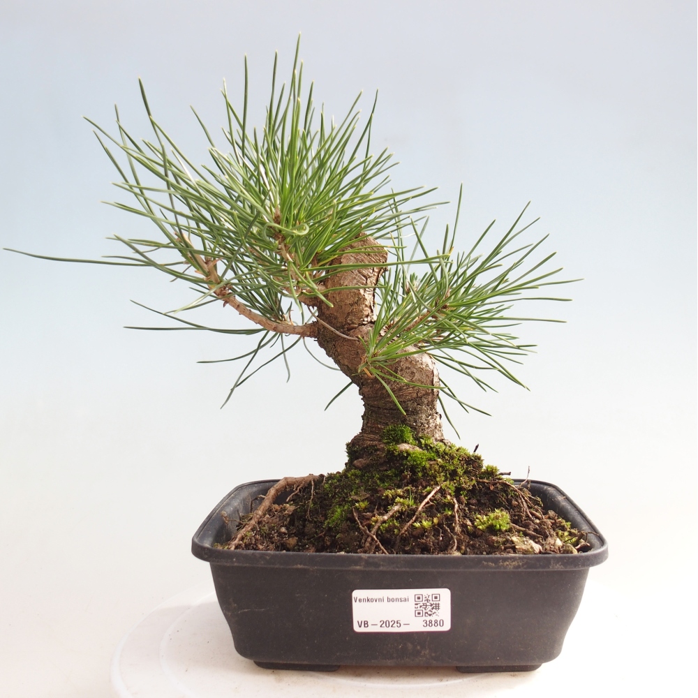 Bonsai voor buiten - Pinus thunbergii - Thunberg den