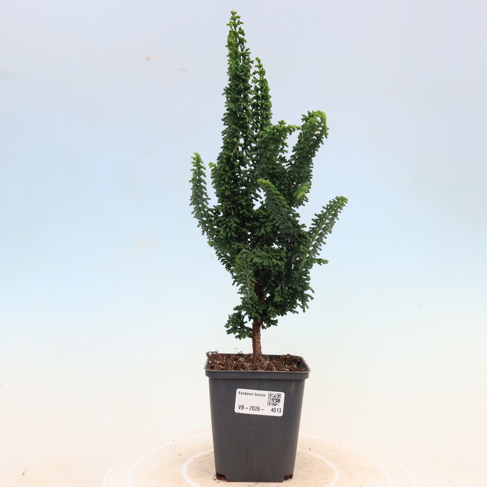 Bonsai voor buiten - Cham. obtusa SEKKA HINOKI - Cipres