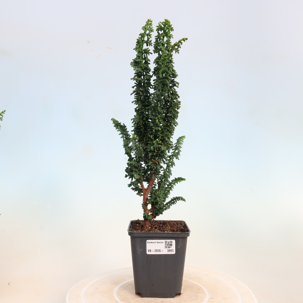 Bonsai voor buiten - Cham. obtusa SEKKA HINOKI - Cipres