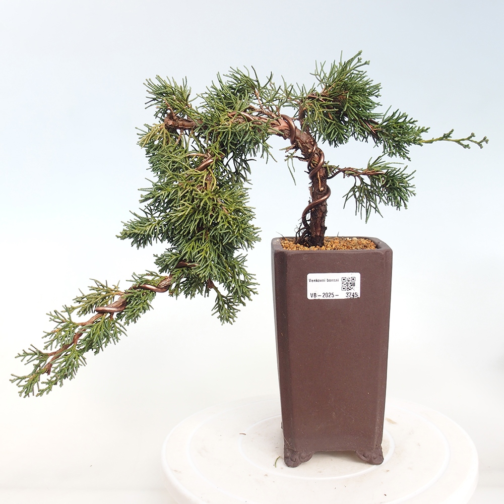 Bonsai voor buiten - Juniperus chinensis Kishu