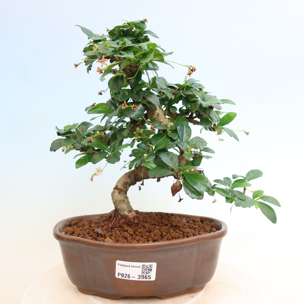Kamerbonsai - Carmona macrophylla - Thee fuki