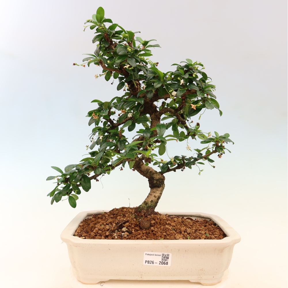 Kamerbonsai - Carmona macrophylla - Thee fuki