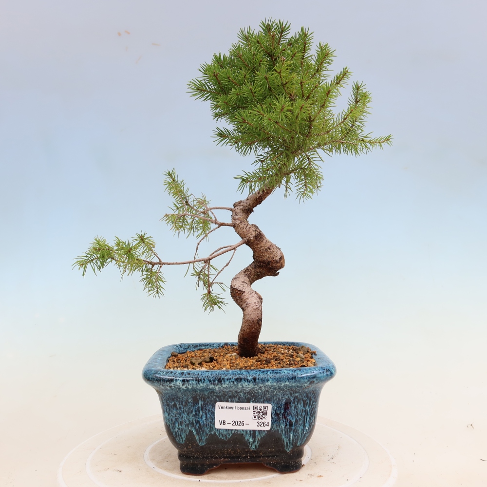 Bonsai voor buiten - Gewone spar - Picea glauca bol