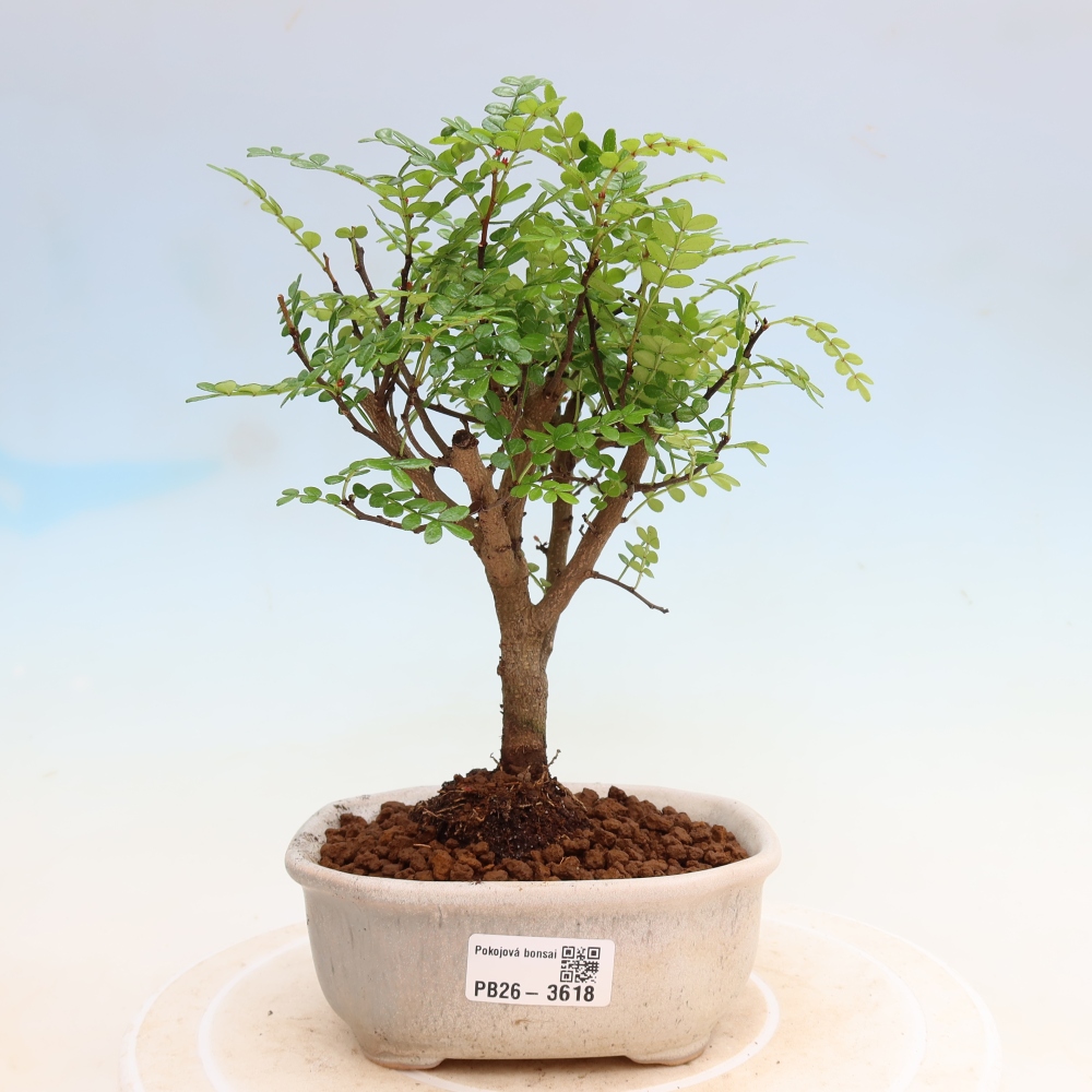 Kamerbonsai - Zantoxylum piperitum - peperboom