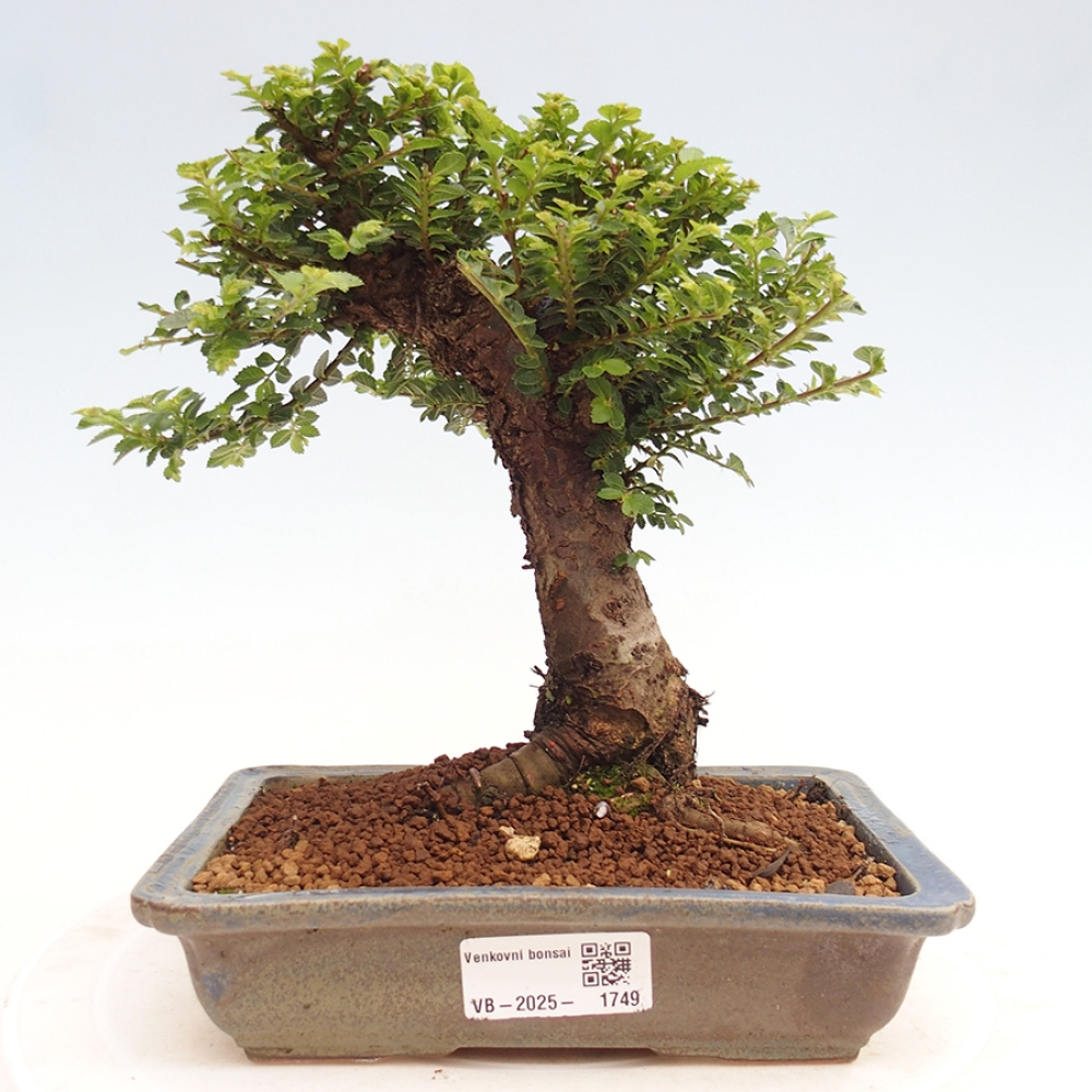 Bonsai voor buiten - Ulmus parvifolia Hokkaido - Chinese iep