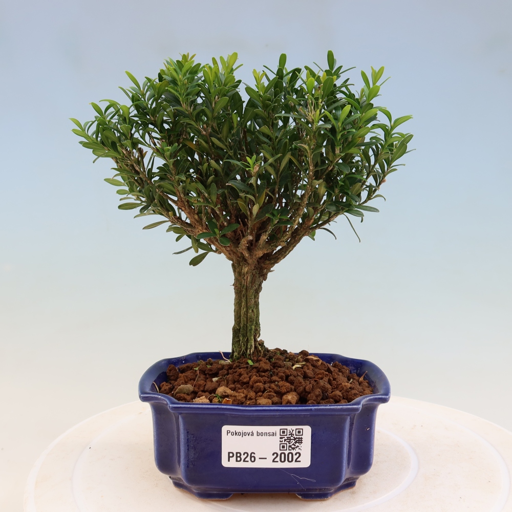 Kamerbonsai - Buxus harlandii - kurk buxus
