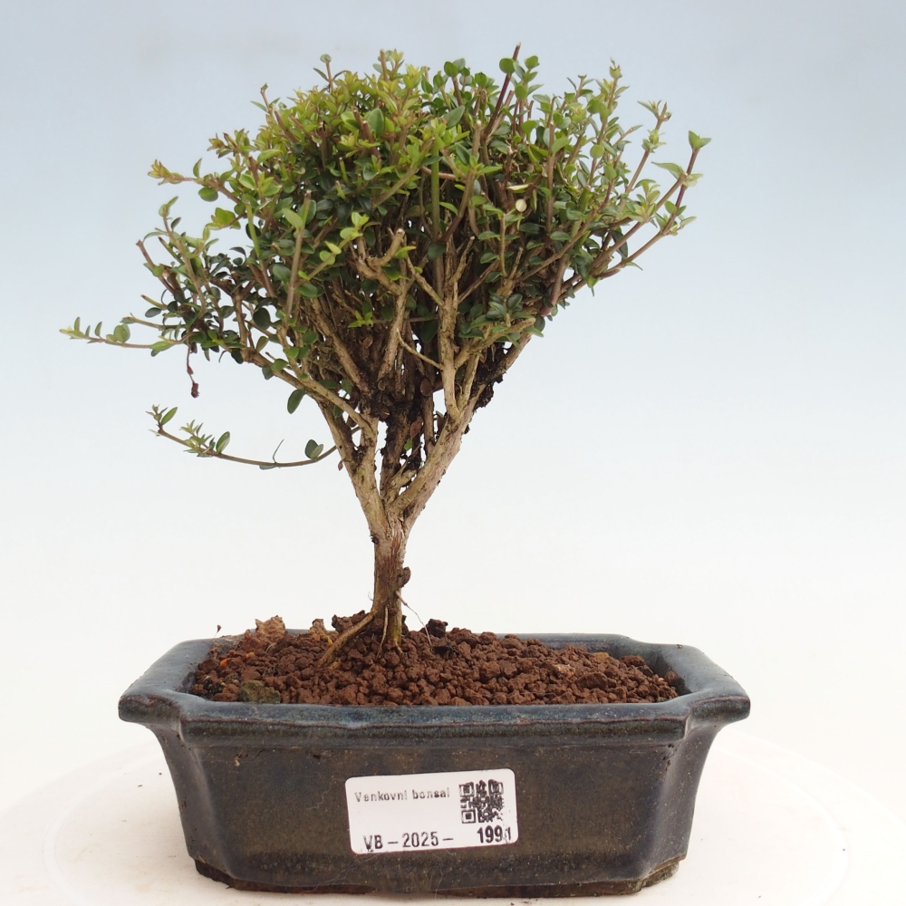 Buitenbonsai-Lonicera nitida Twiggy - Kamperfoelie