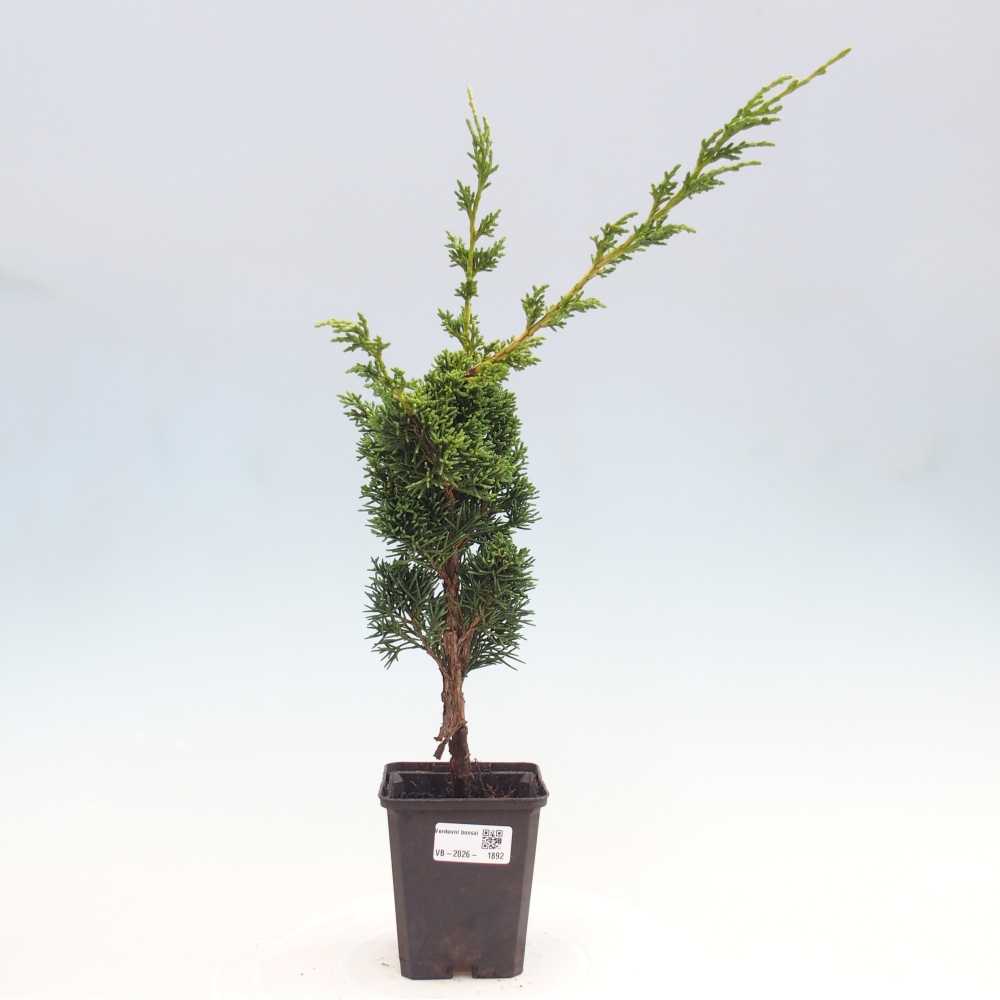 Bonsai voor buiten - Juniperus chinensis Kishu