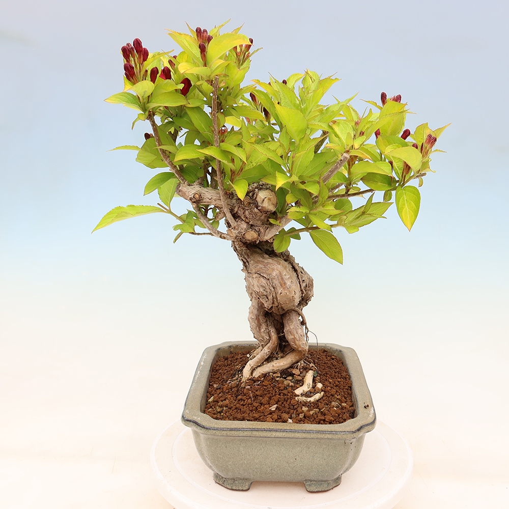 Buitenbonsai - Weigela subsessilis - Koreaanse weigela
