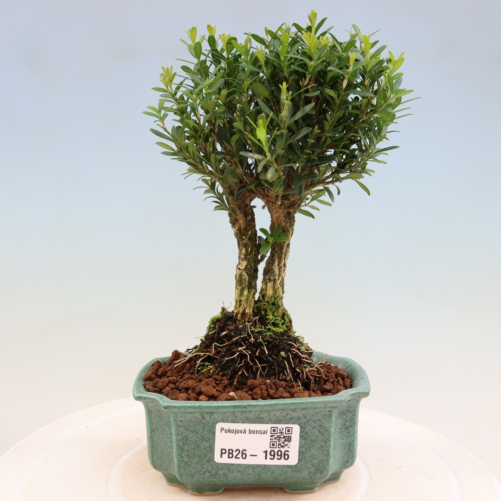 Kamerbonsai - Buxus harlandii - kurk buxus