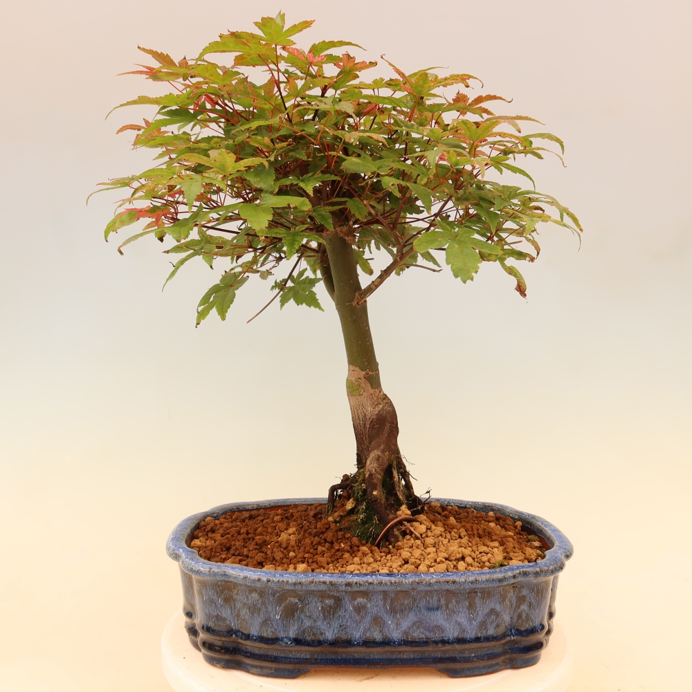 Noorse esdoorn - Acer palmatum Beni Tsukasa