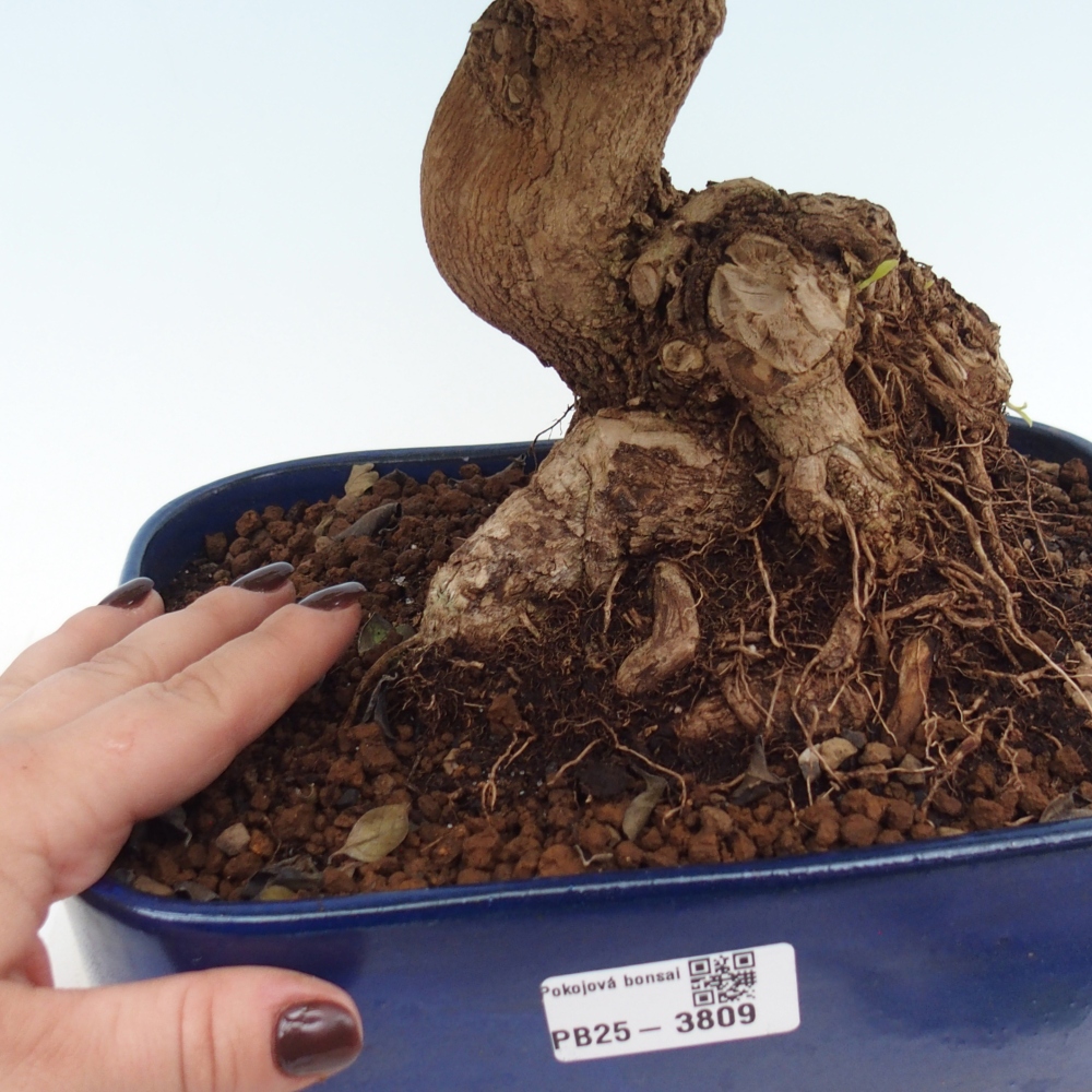 Kamerbonsai - Duranta erecta Aurea