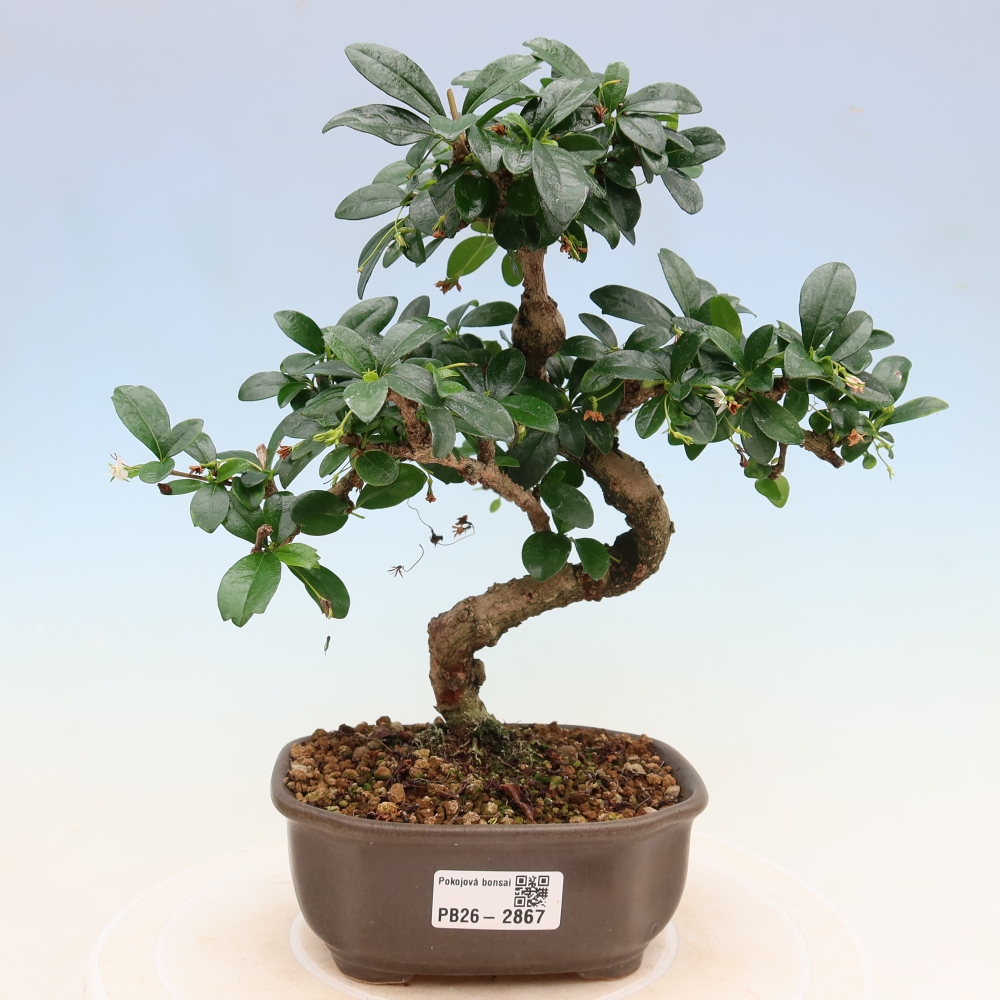 Kamerbonsai - Carmona macrophylla - Thee fuki