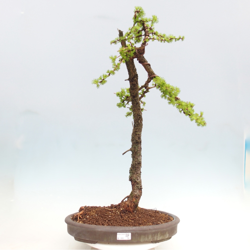 Bonsai voor buiten -Larix decidua - Lariks - Alleen palletvervoer
