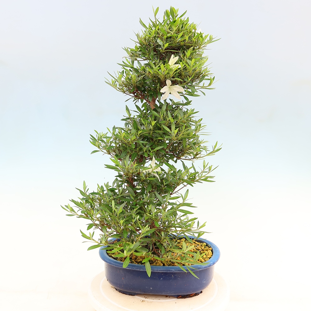 Bonsai voor buiten - Japanse Azalea - Azalea Hakurin