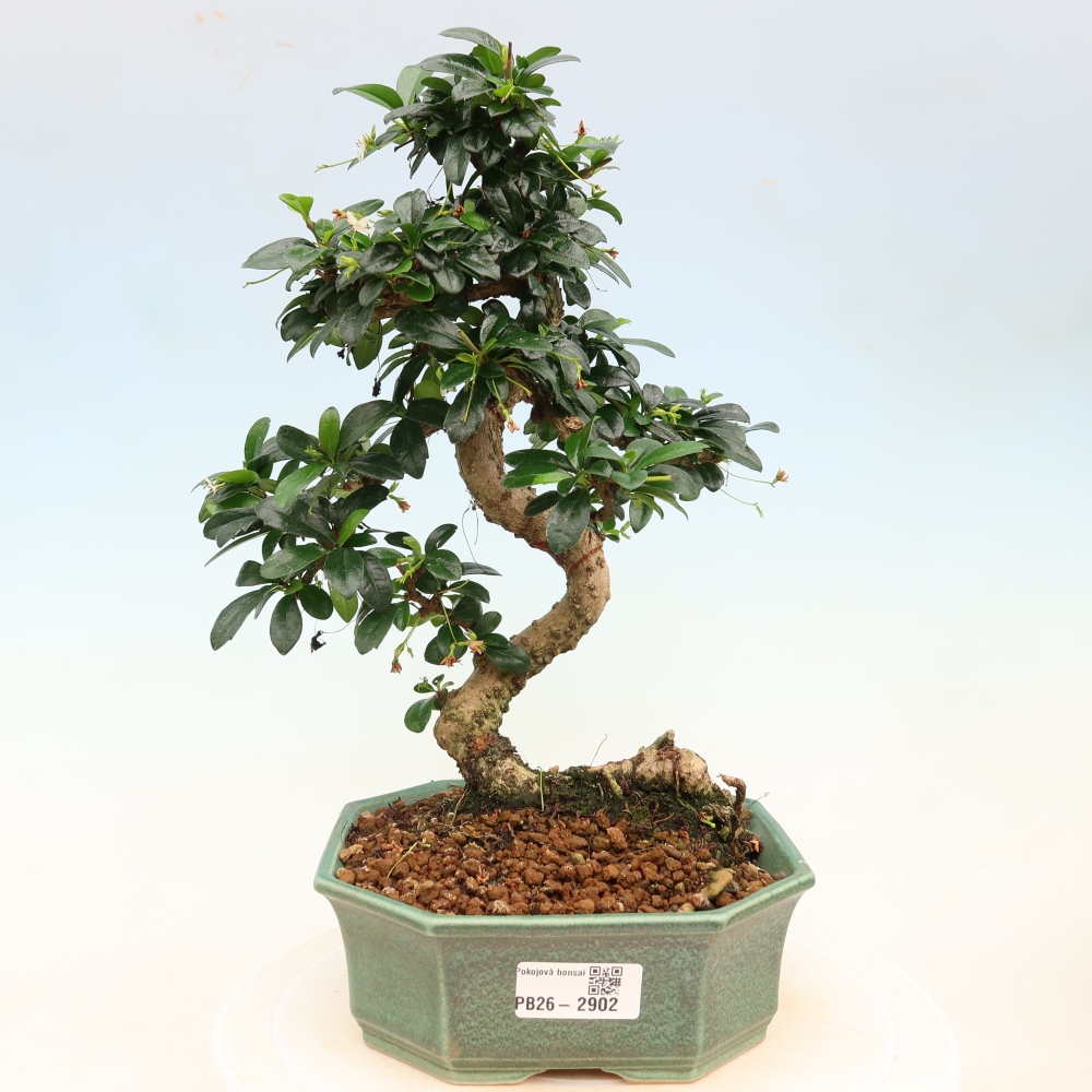 Kamerbonsai - Carmona macrophylla - Thee fuki