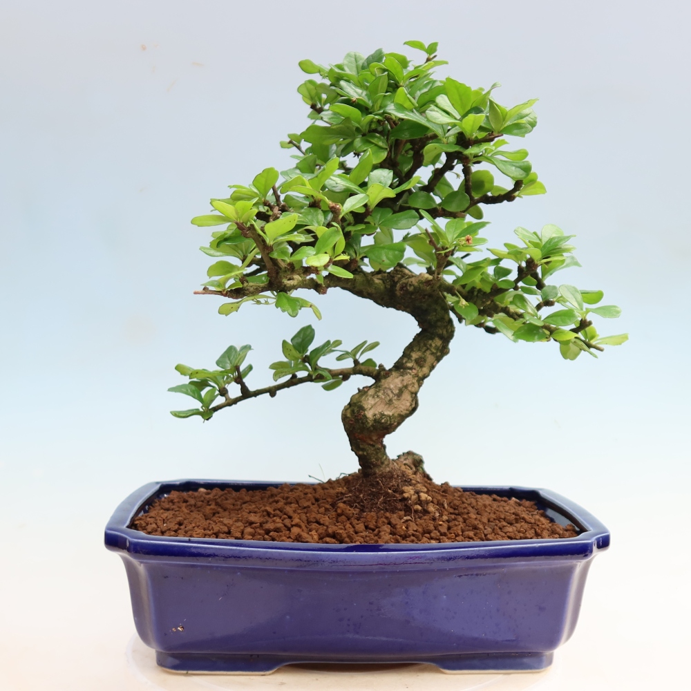 Kamerbonsai - Carmona macrophylla - Thee fuki