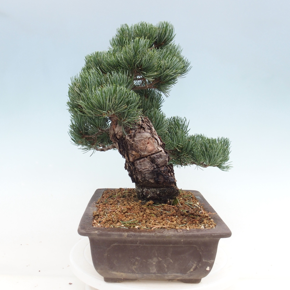 Bonsai voor buiten - Pinus parviflora - Pinus parviflora