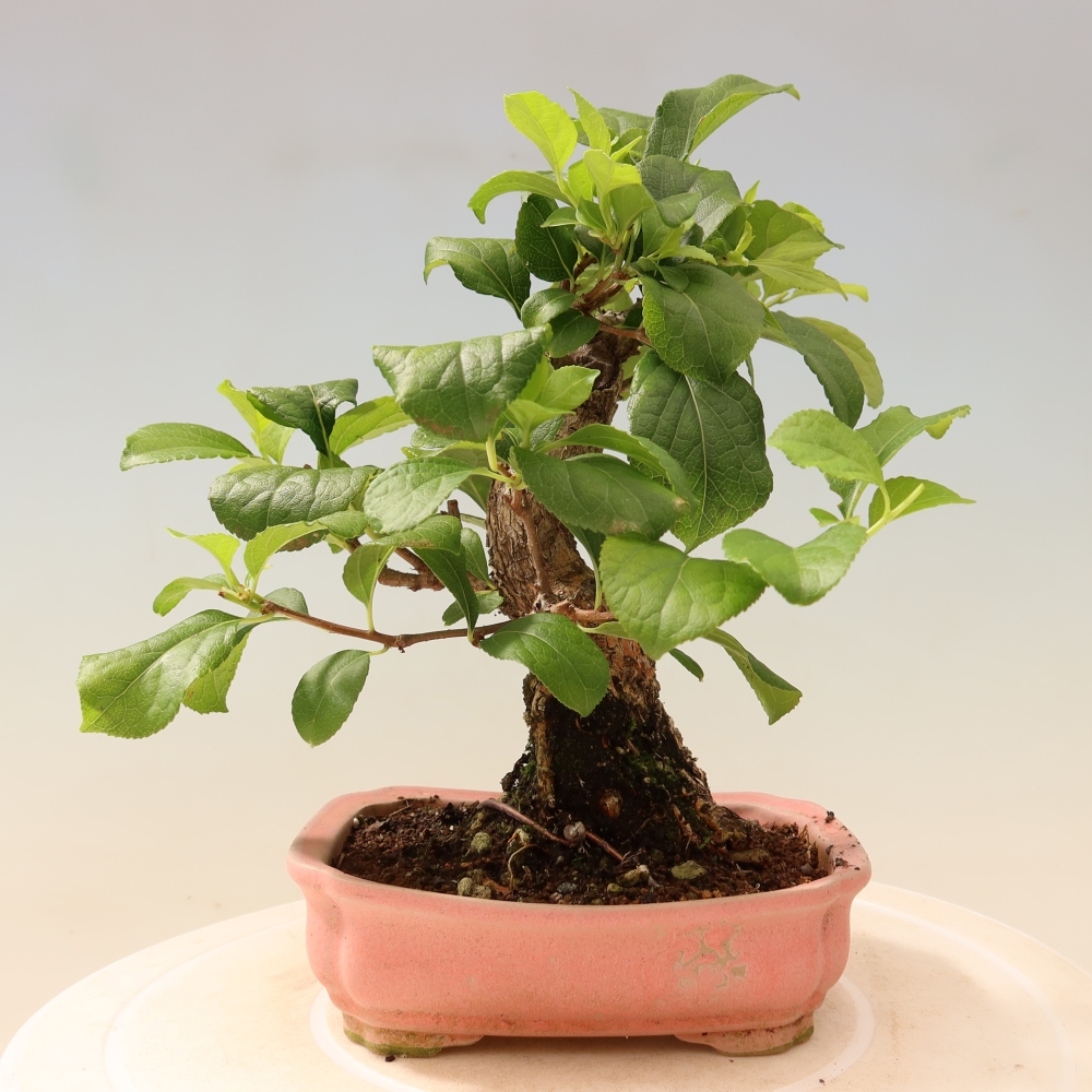 Bonsai voor buiten - Celastrus orbiculatus