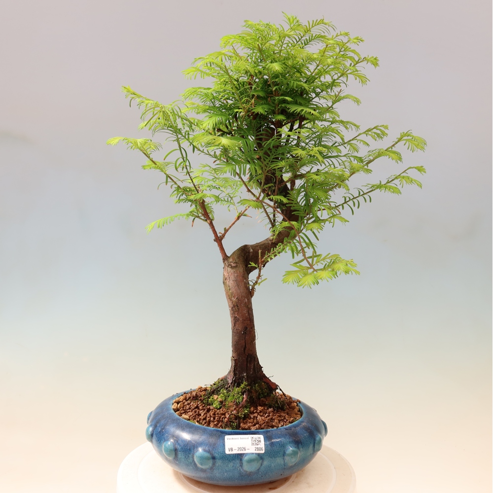 Bonsai voor buiten - Metasequoia glyptostroboides - Chinese Metasequoia