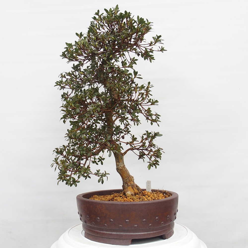 Bonsai voor buiten - Japanse Azalea - Azalea Akari