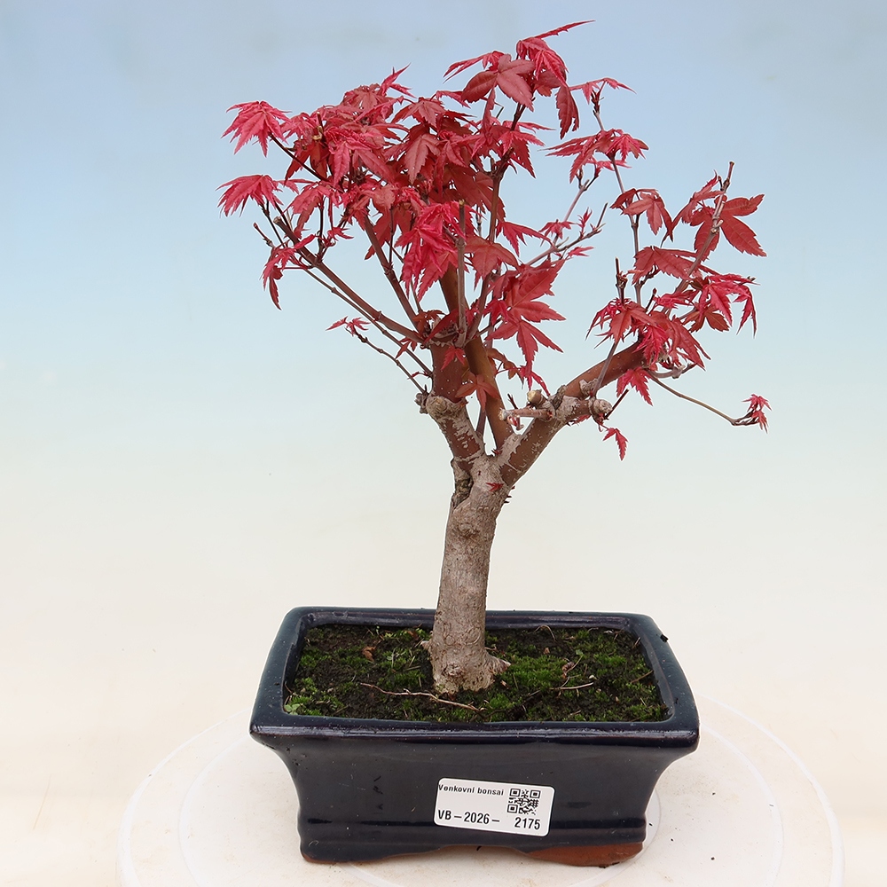 Bonsai voor buiten - Acer palmatum DESHOJO
