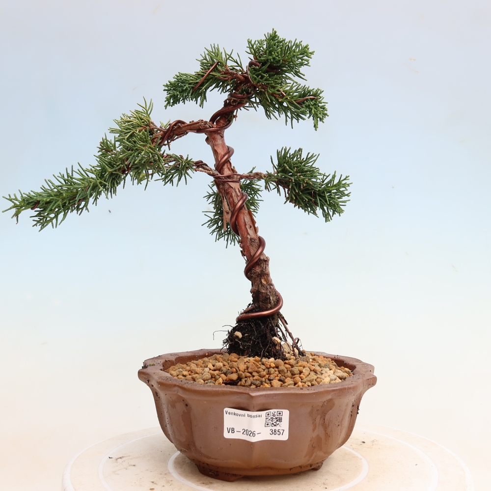 Bonsai voor buiten - Juniperus chinensis Kishu
