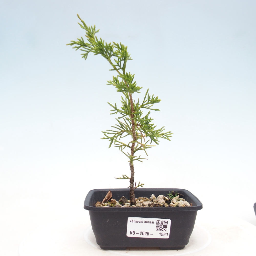 Bonsai voor buiten - Juniperus chinensis Itoigawa