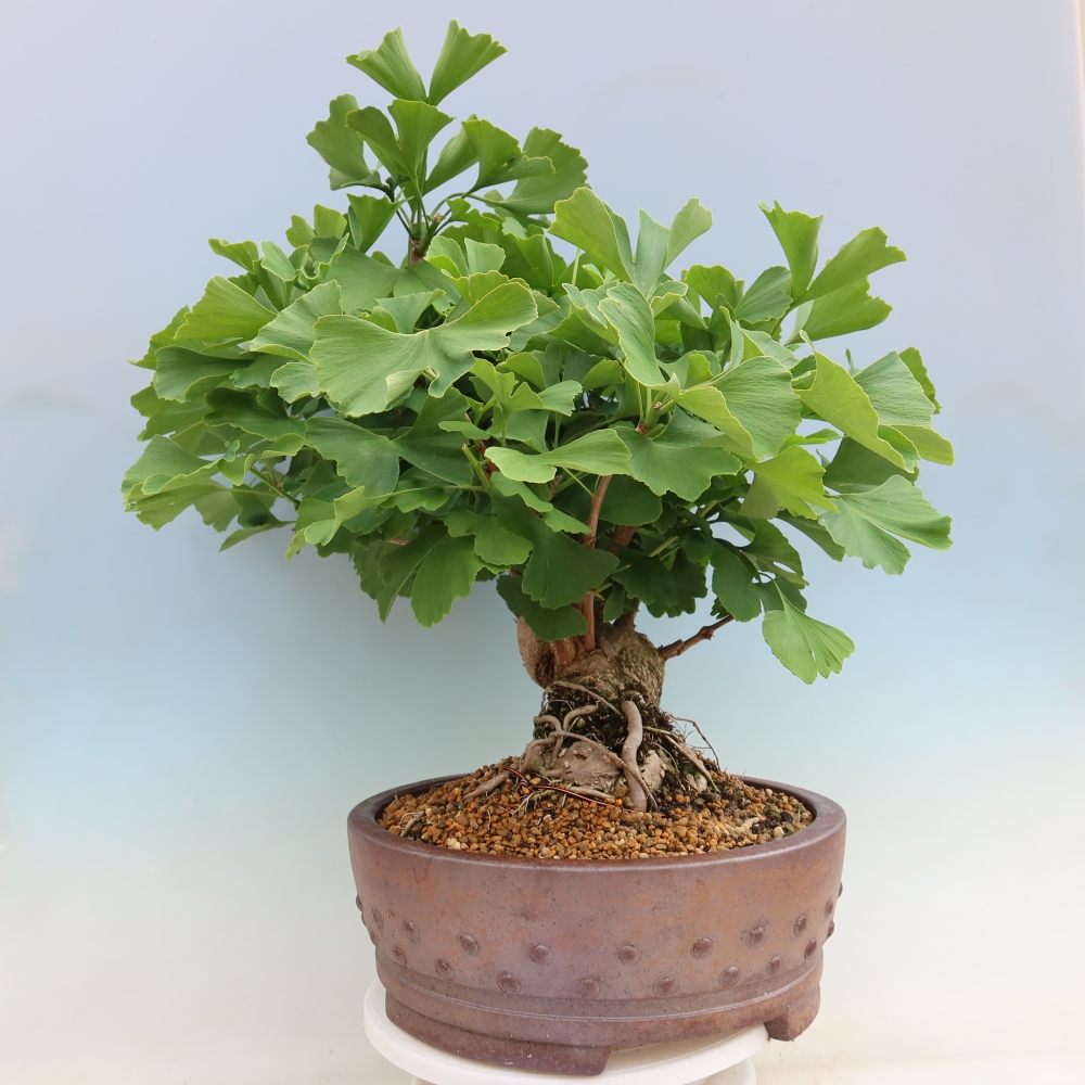 Bonsai voor buiten - Ginkgo biloba