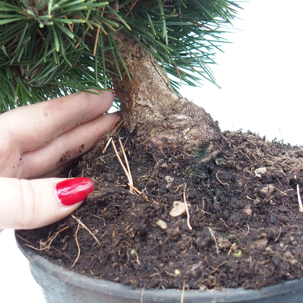 Bonsai voor buiten - Pinus thunbergii senjyumaru - Thunberg den