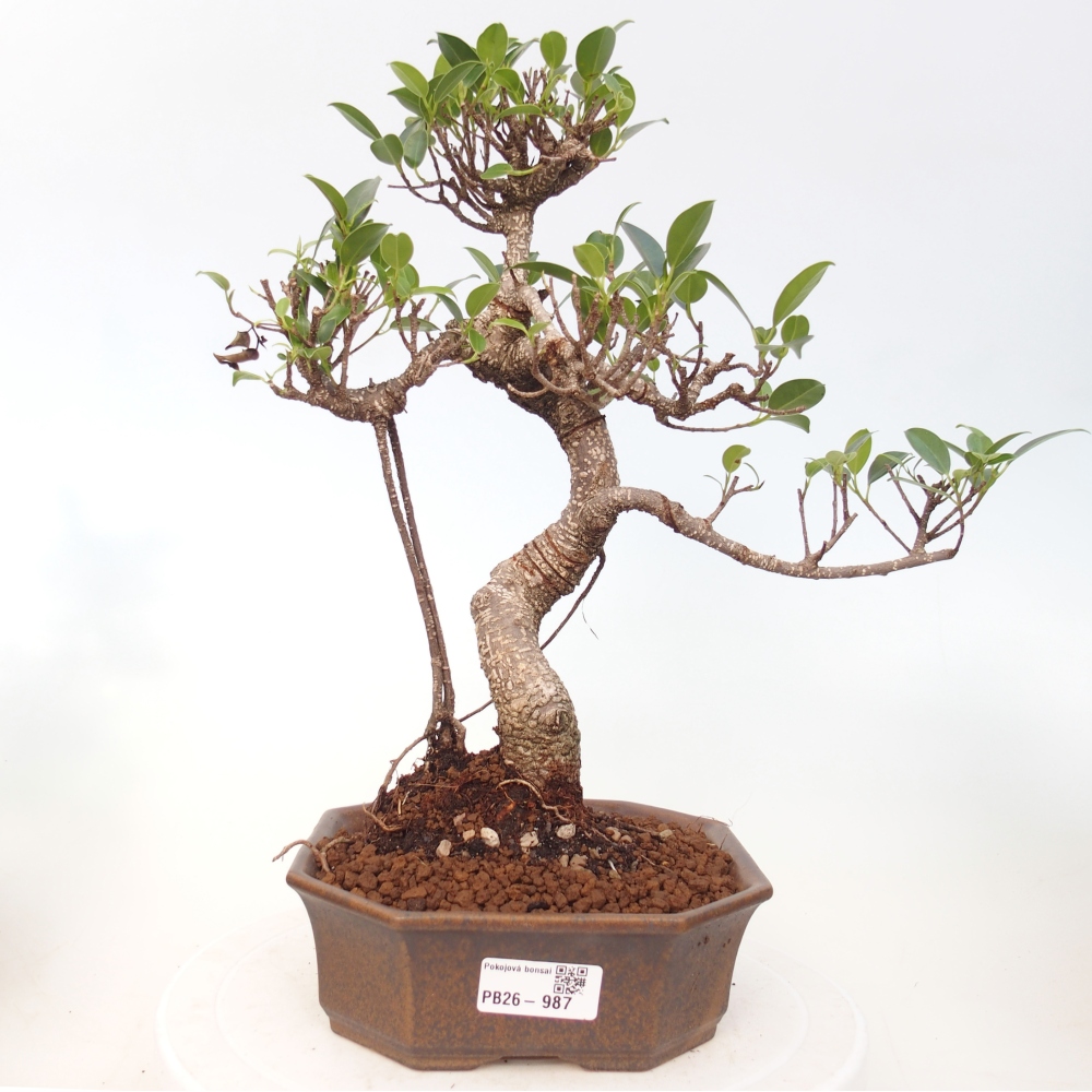 Kamerbonsai - Ficus retusa - kleinbladige ficus