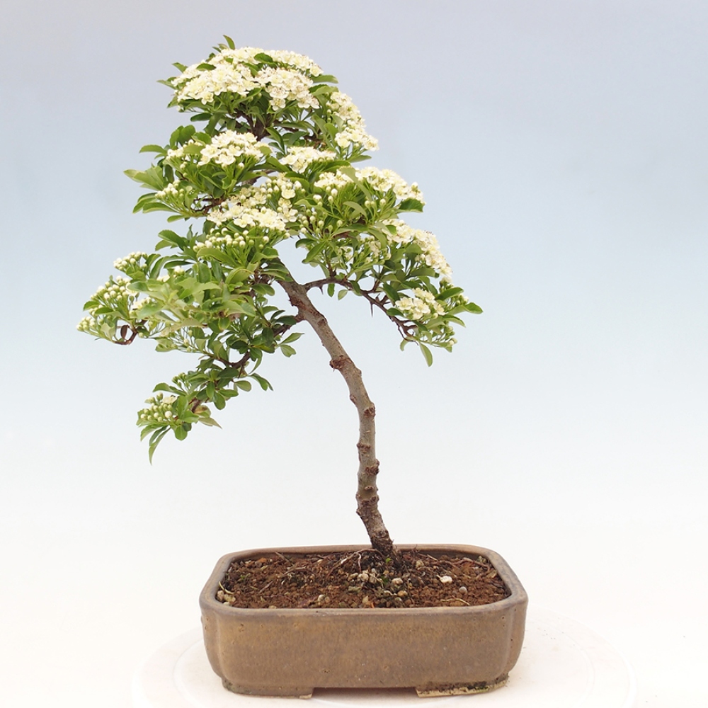 Bonsai-Pyracantha Teton voor buiten -Hlox