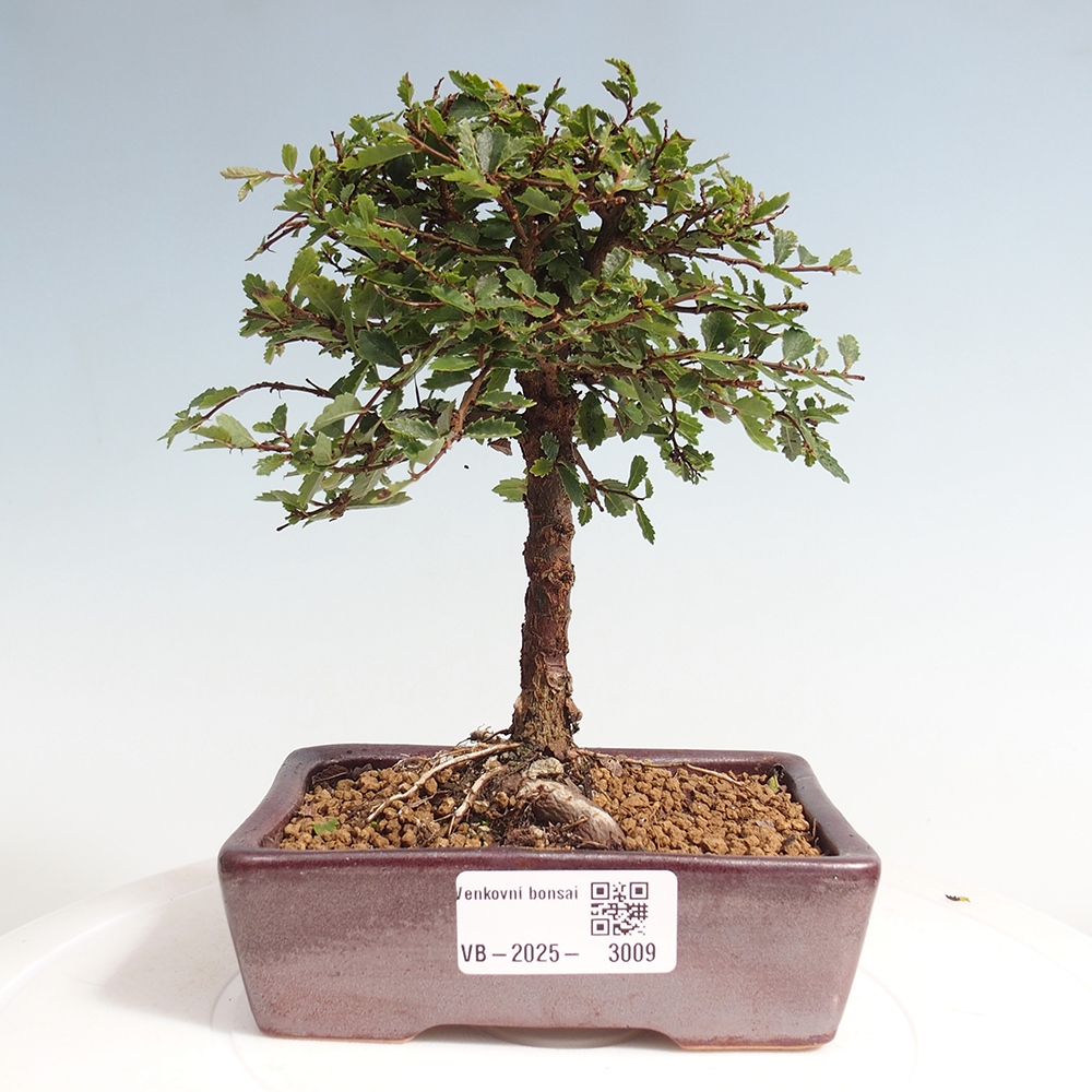 Bonsai voor buiten - Ulmus parvifolia Sagei - Kleinbladige iep