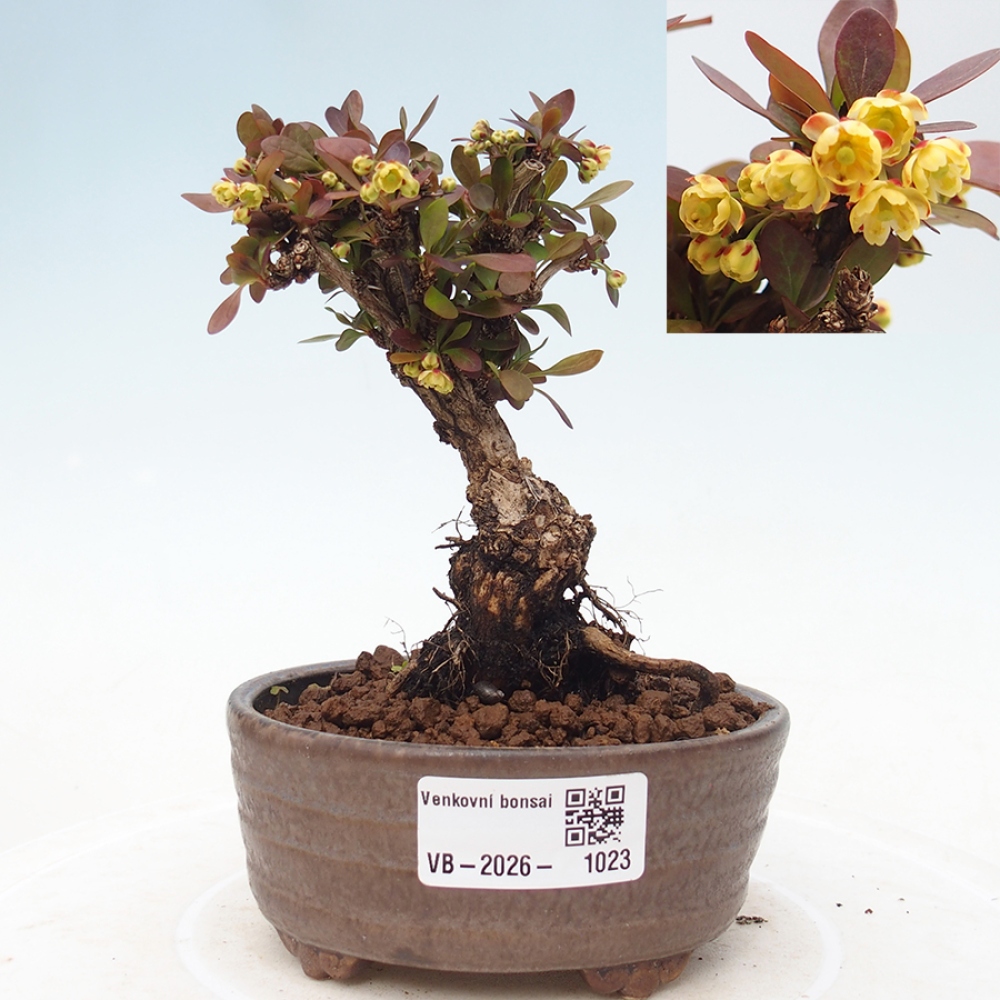 Bonsai voor buiten - Berberis Thunbergii Bagatelle