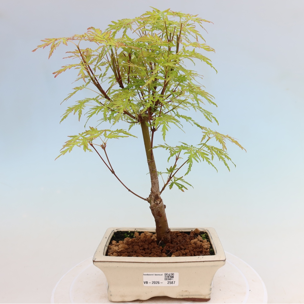 Bonsai voor buiten - Acer palmatum Dissectum